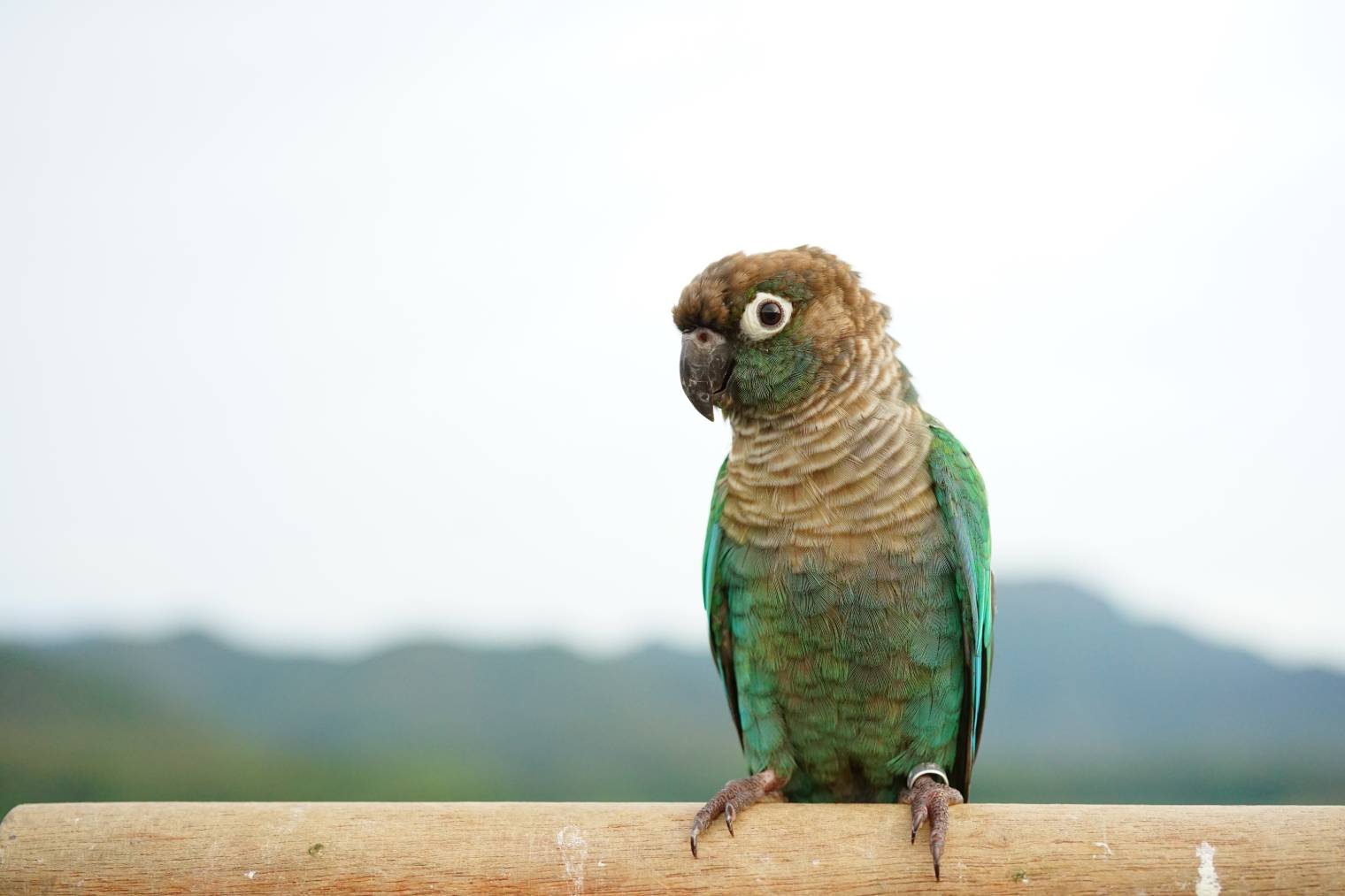 Cinnamon Green-Cheeked Conure side view_Jida Xiu_Shutterstock