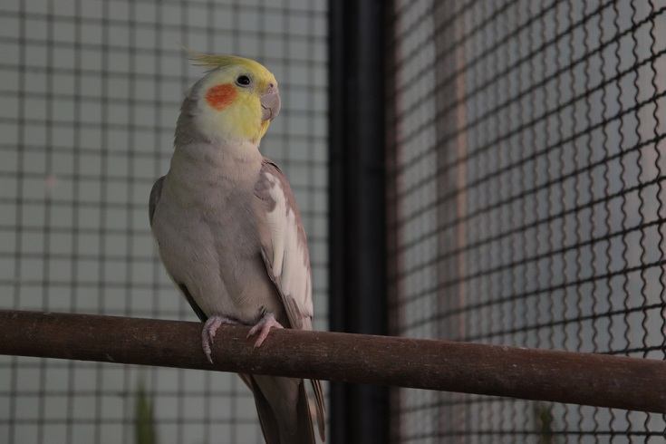 Cinnamon cockatiel