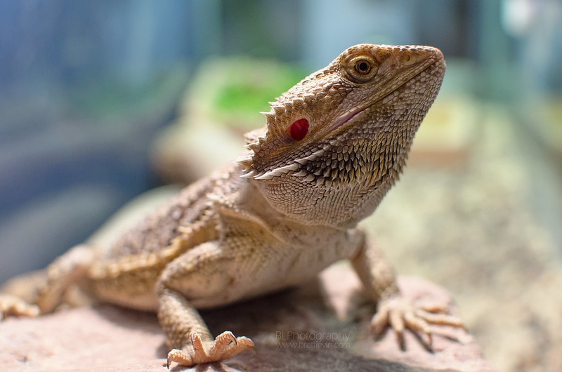 Citrus Tiger Bearded Dragon