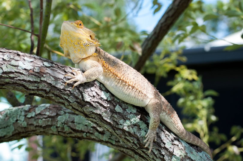 Citrus bearded dragon