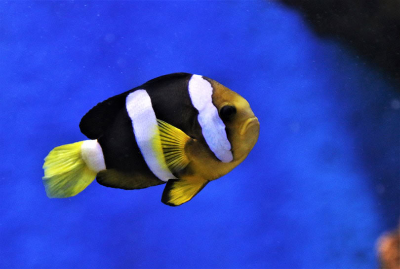 Clarkii Clownfish in a tank