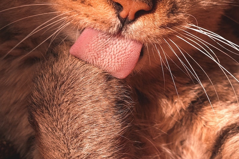 Close-Up Shot of a Tongue of a Cat