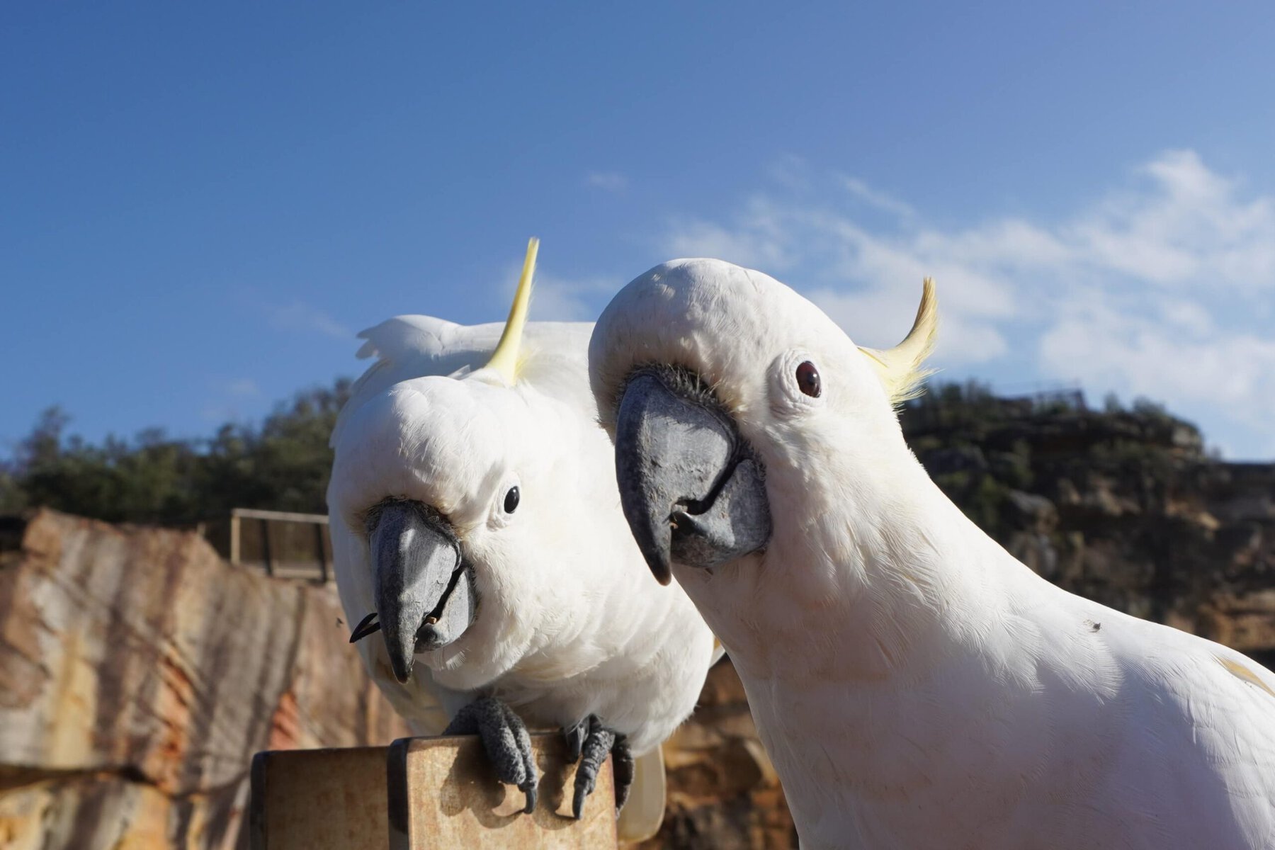 Close Up of Two Inquisitive Cockatoos staring into the Camera