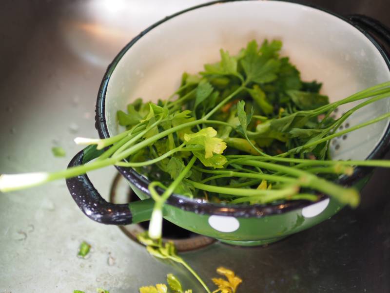 Close up Macro of Washed Cilantro in Green Colander