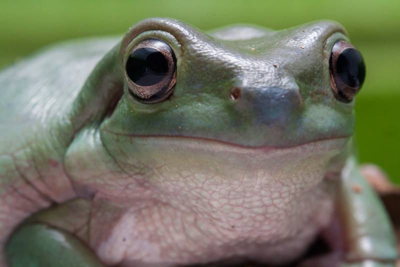 close up White's tree frog