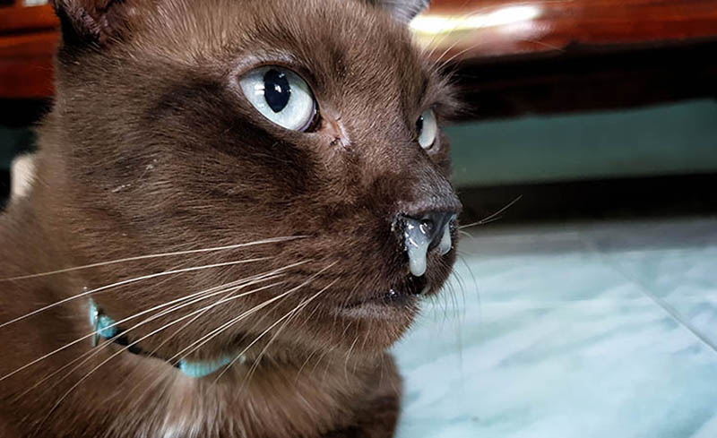 Close up chocolate cat with dripping nose