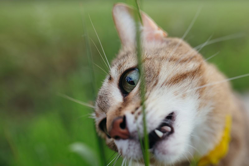 Close-up muzzle of a short-haired American cat that sniffs and nibbles green grass on nature