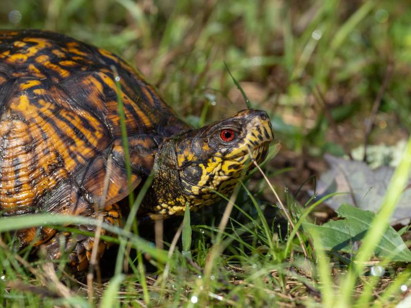 Close up of Eastern Box Turtle in wet grass