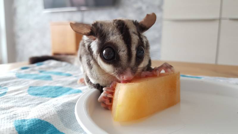 Close up of Sugar Glider eating fruit on white plate