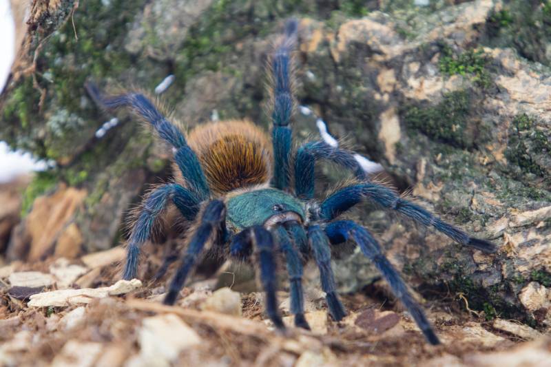 Close-up of a greenbottle tarantula