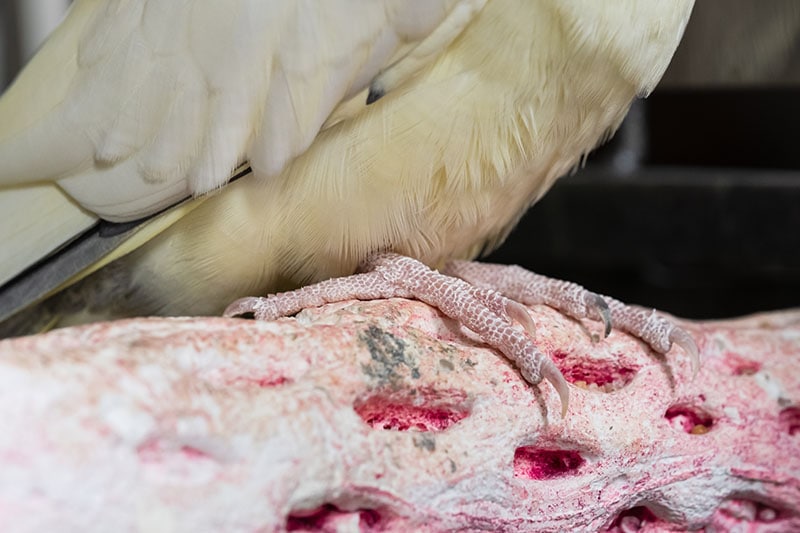 Close-up of a pet Cockatiel bird seen resting on his worn perch
