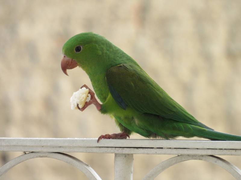 Close-up of a plain parakeet