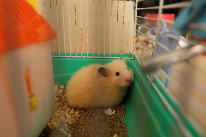 Close-up of a small hamster lying on sand in a cage