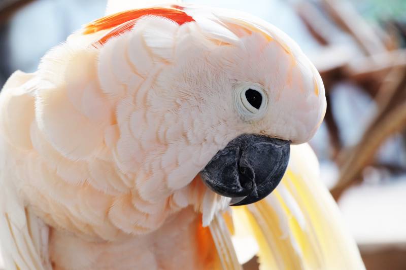 Close up of salmon-crested cockatoo
