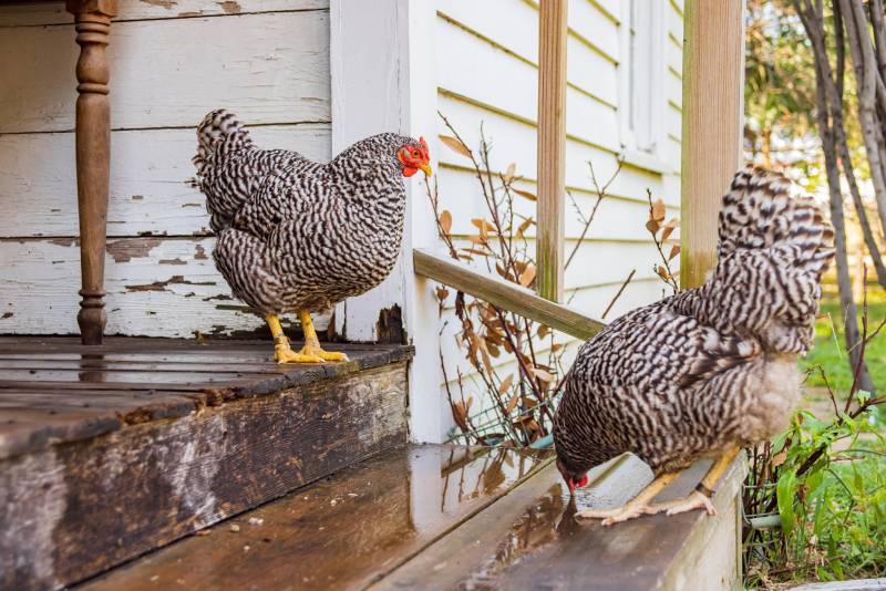 Close up shot of Plymouth Rock chicken in Old City Park at Texas
