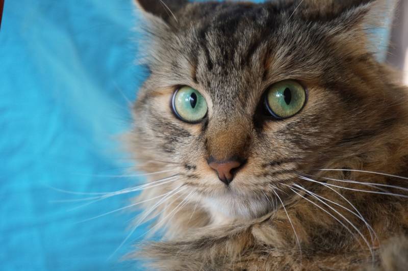 close view of a beautiful tortoiseshell and white female cat