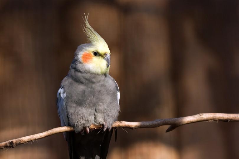 Closeup of a Cockatiel