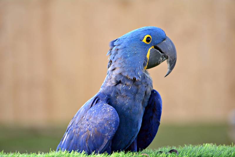 Closeup of a purple colored macaw during day time