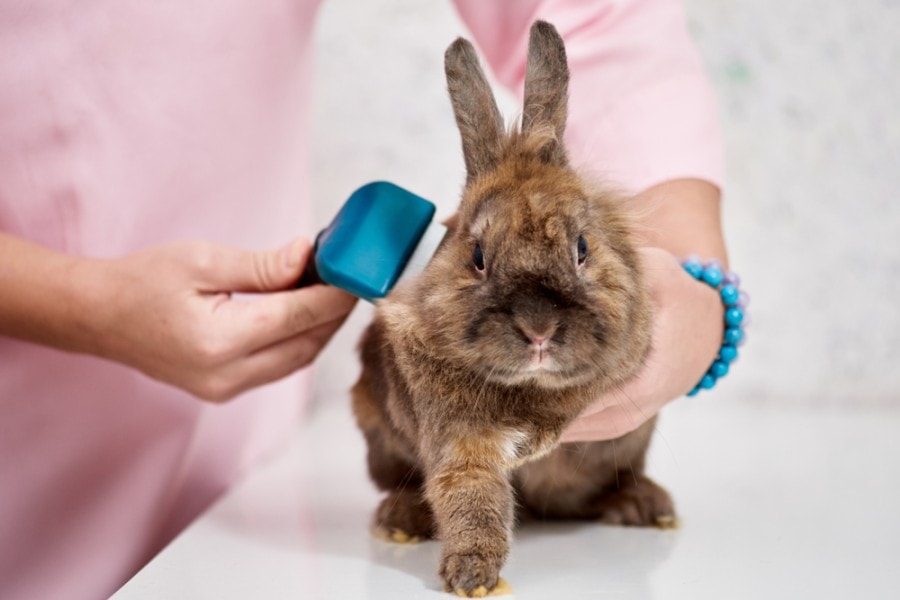 rabbit grooming_denys kurbatov_shutterstock