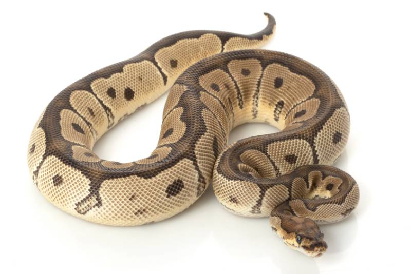 Clown Ball Python (Python regius) on white background