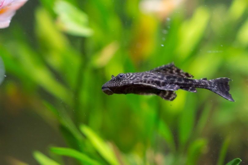 Clown Pleco that stays small