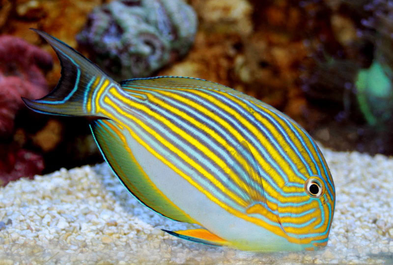 Clown tang fish in the aquarium