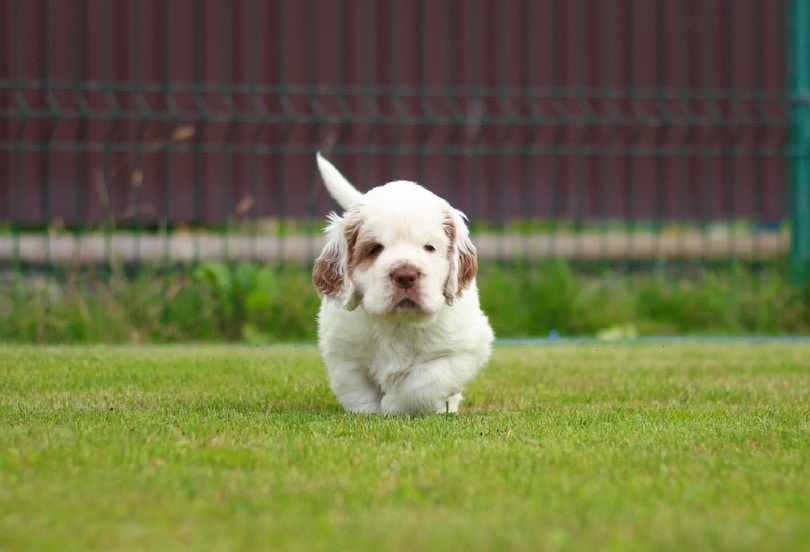 Clumber Spaniel Puppy