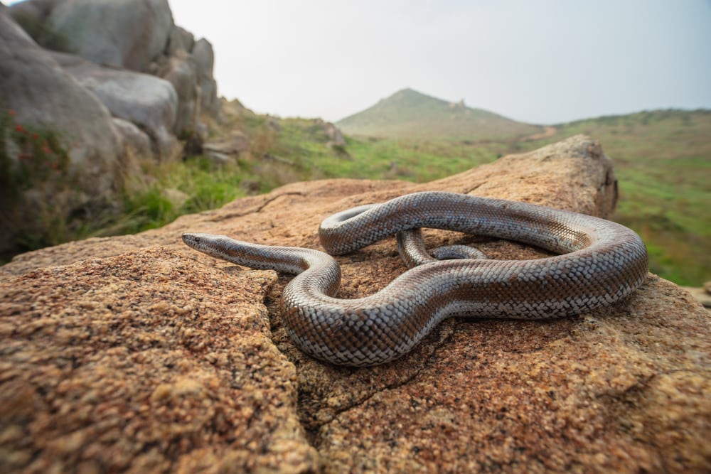 Coastal rosy boa