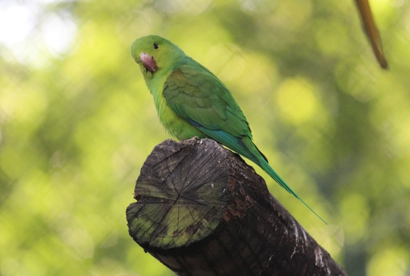Cobalt-Rumped Parrotlet