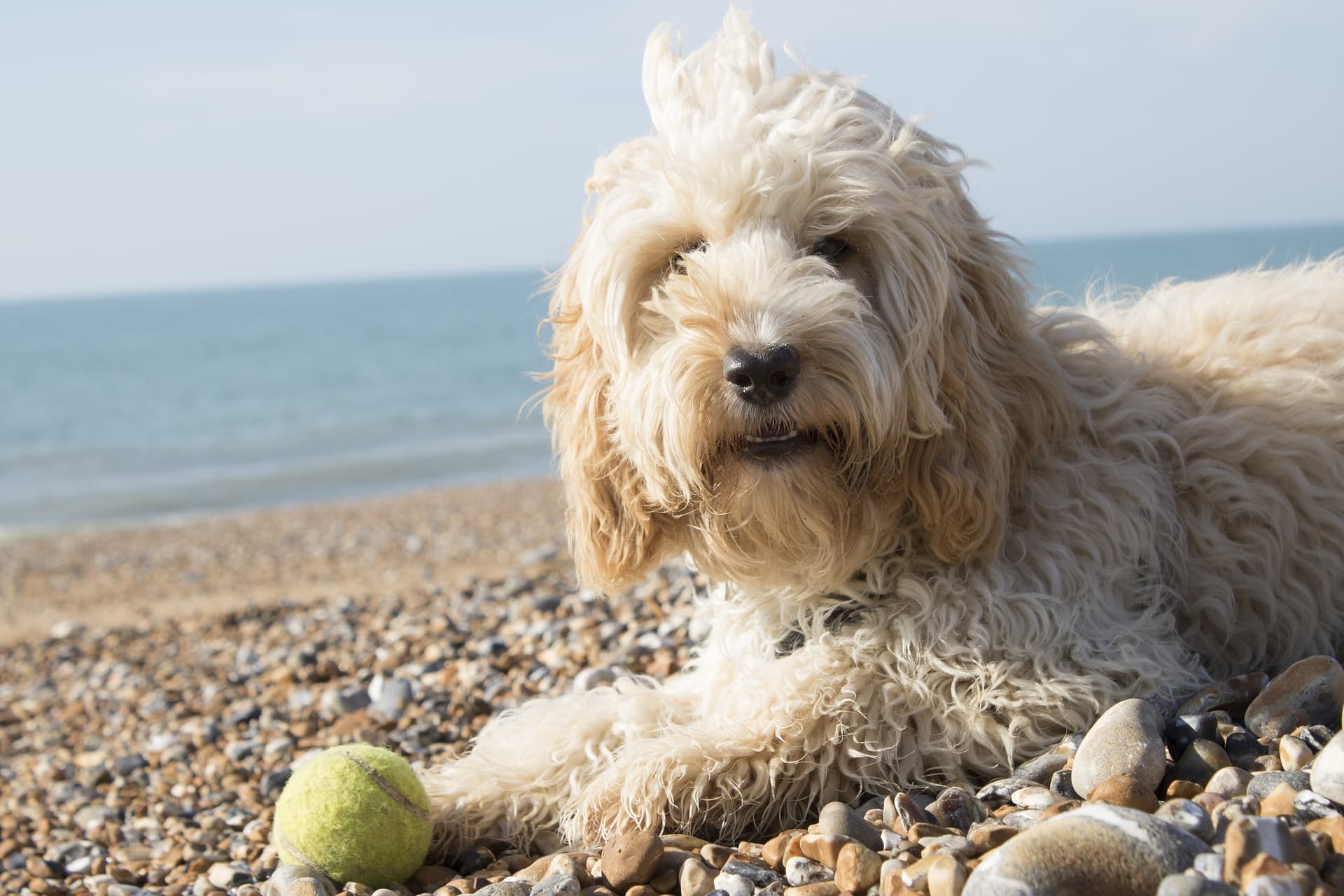 Cockapoo Exercise-Pixabay