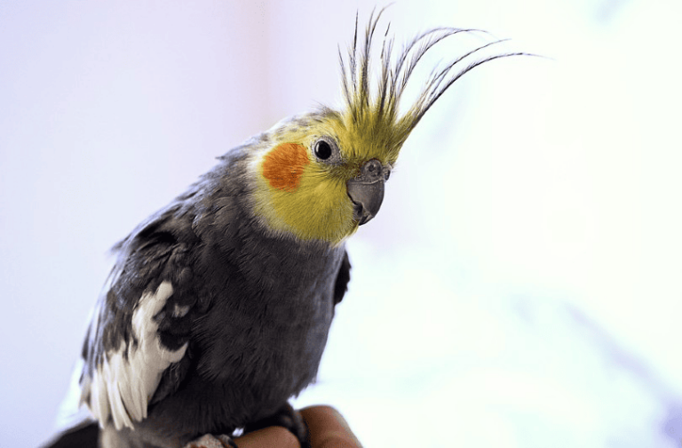 Cockatiel Bird: Info, Pictures, Traits, Facts & Care Guide | The Vet Desk