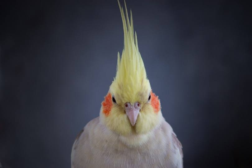 Cockatiel Nymphicus hollandicus lutino_QuickStartProjects_shutterstock
