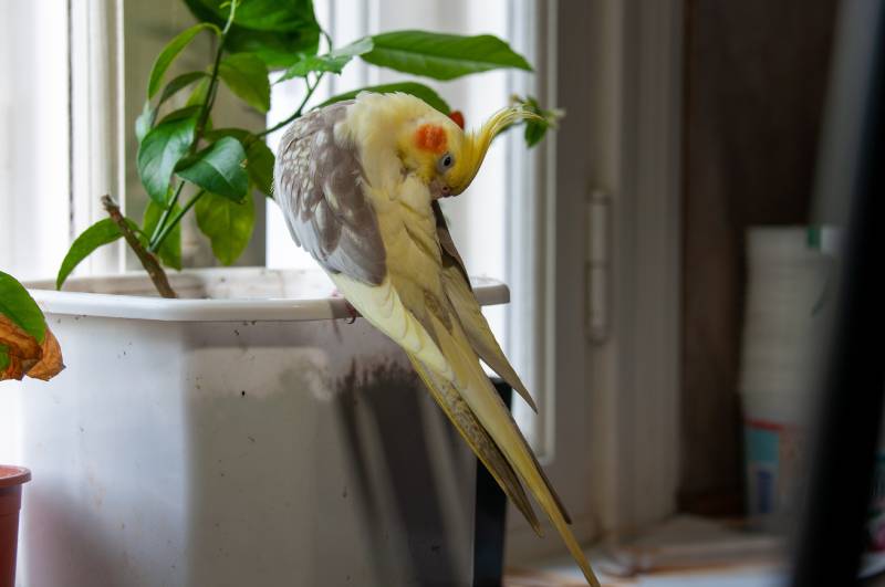 Cockatiel bird sits in a pot on the windowsill and self cleaning
