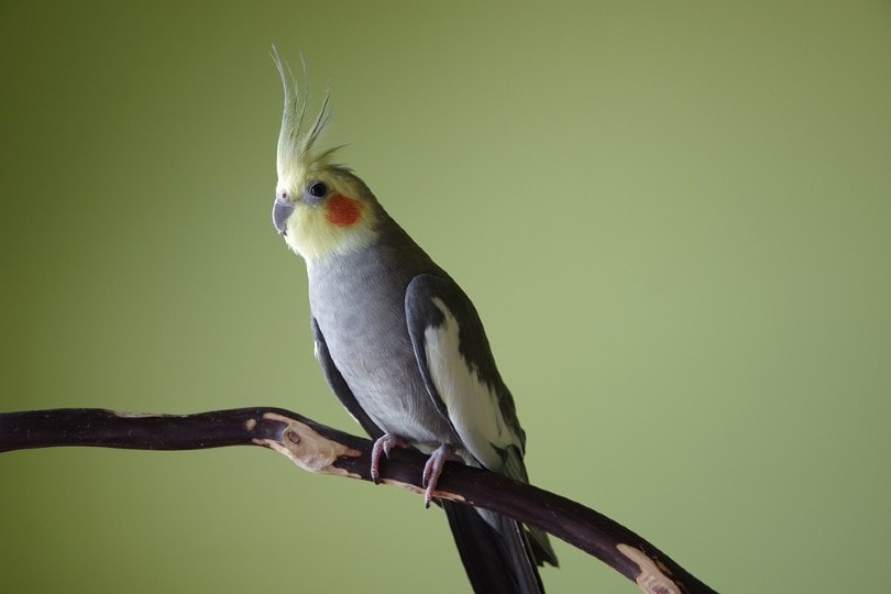 Cockatiel in a branch