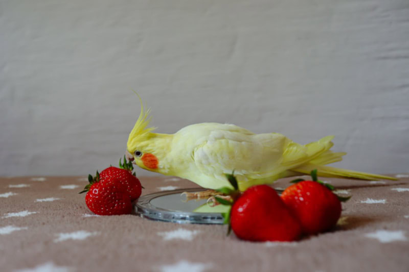 Cockatiel strawberries plus enrichments