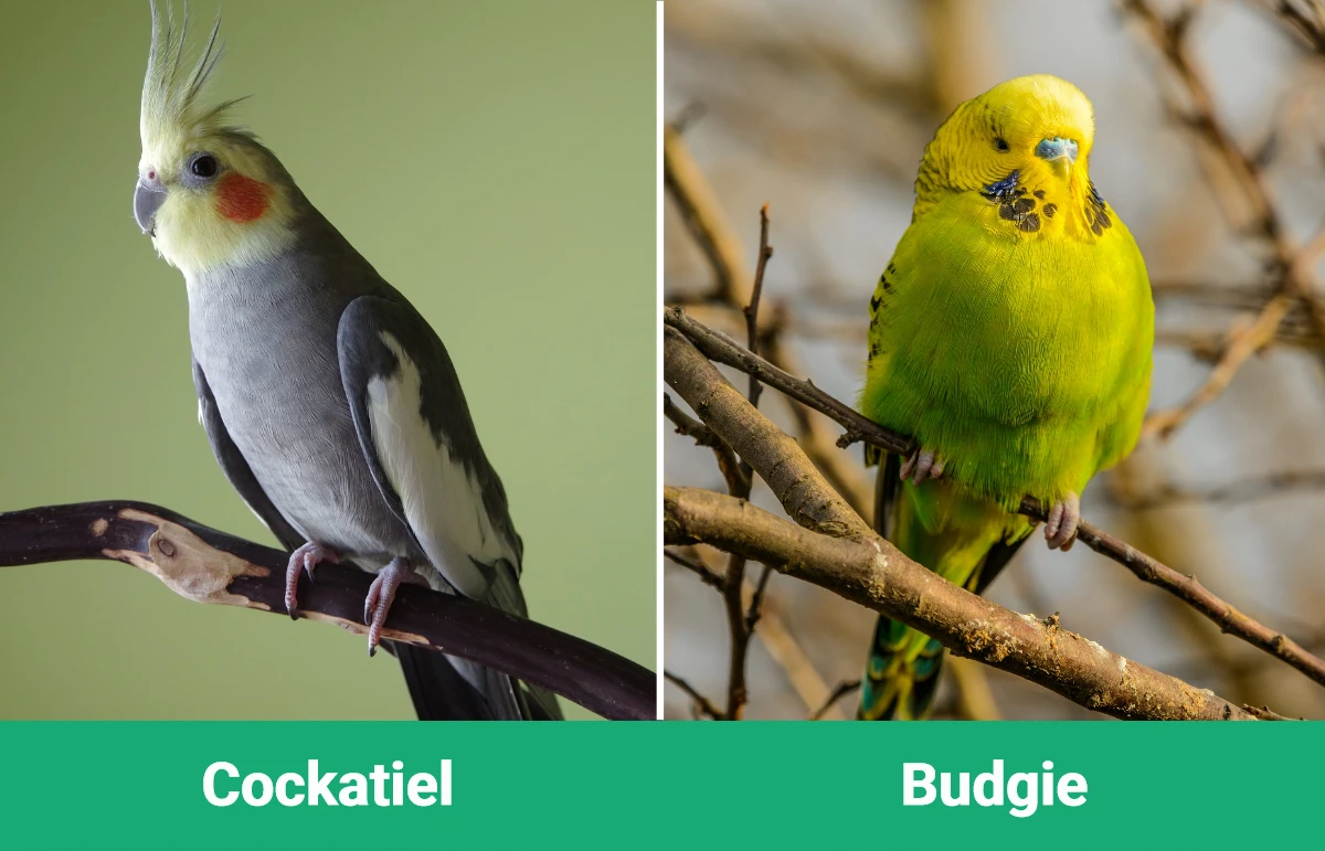 Cockatiel vs Budgie - Visual Differences