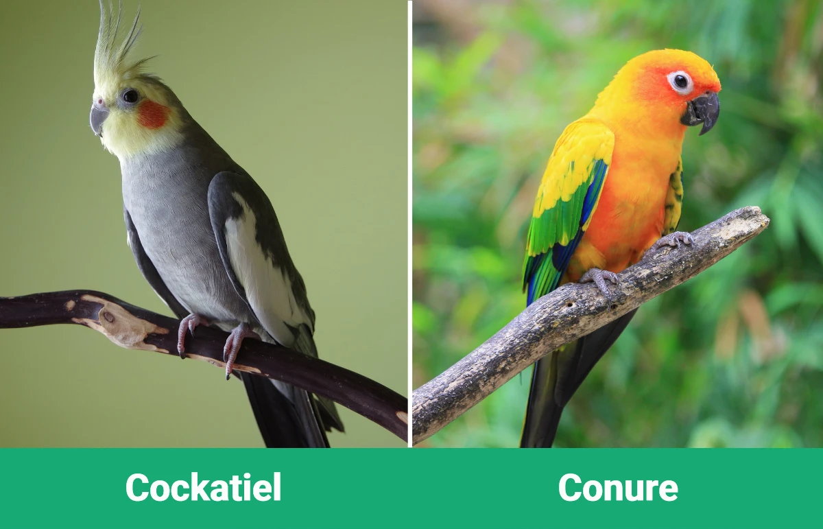 Cockatiel vs Conure - Visual Differences
