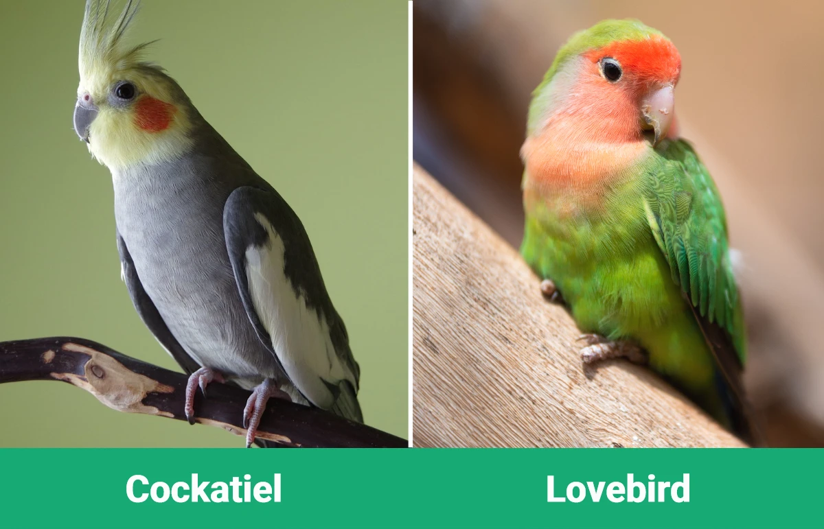 Cockatiel vs Lovebird - Visual Differences