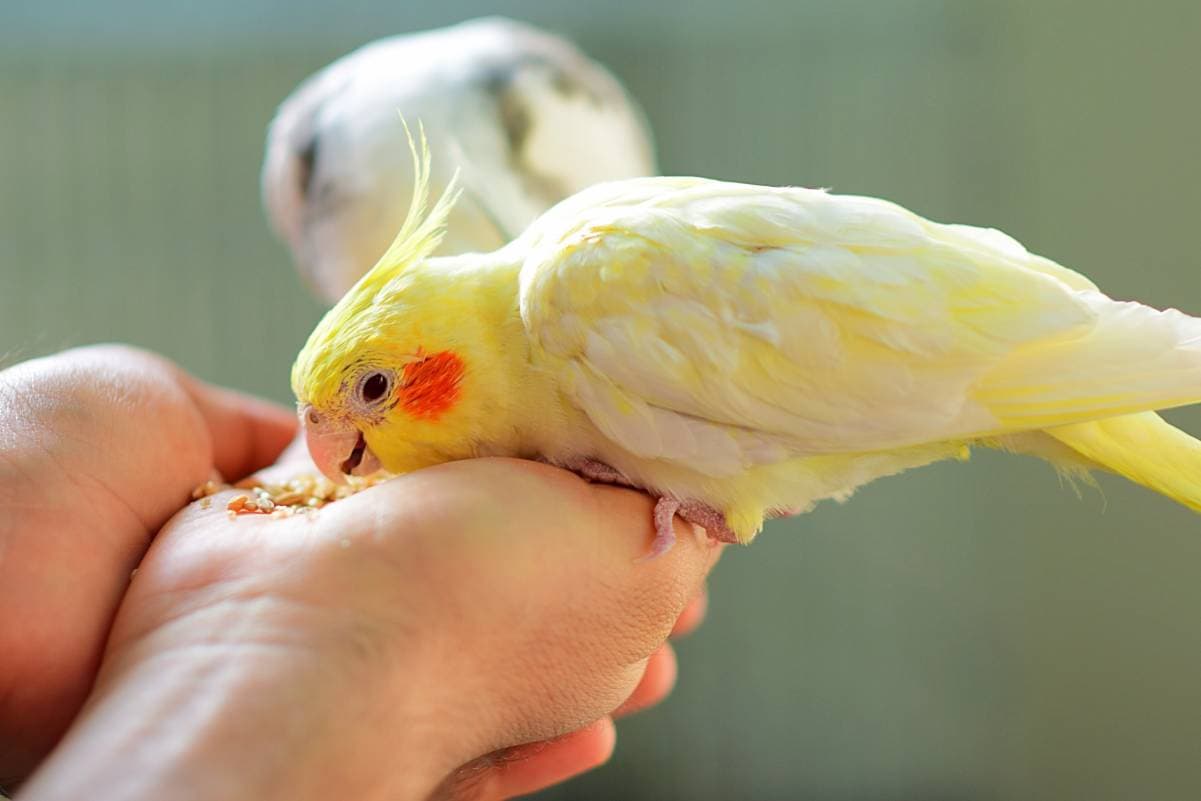 Cockatiels Eat Rice