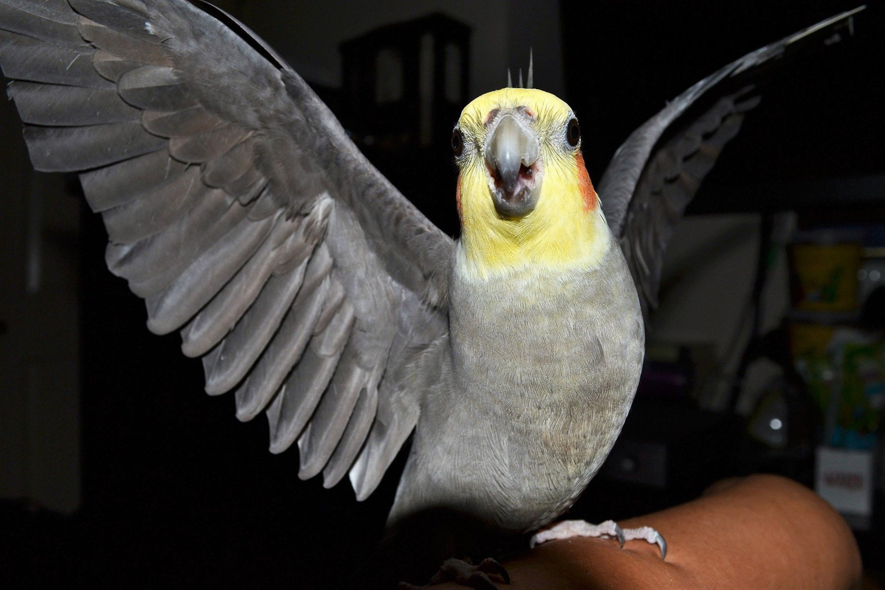 Cockatiels-Pixabay