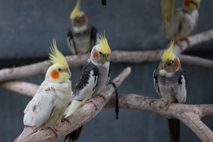 Cockatiels in aviary
