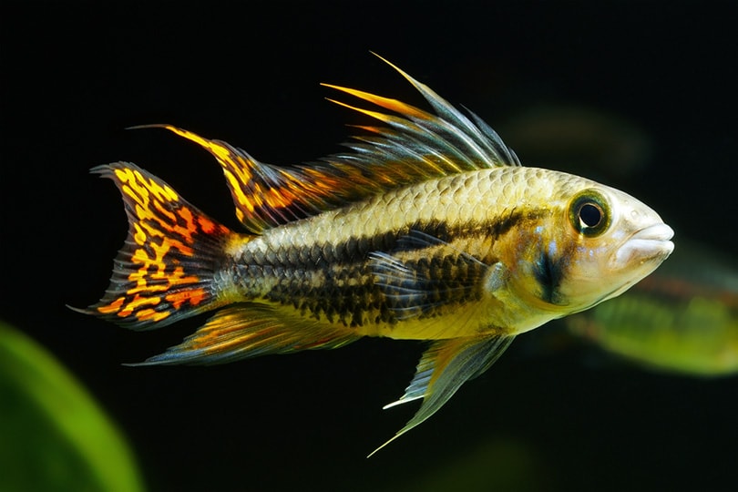 Cockatoo Cichlid
