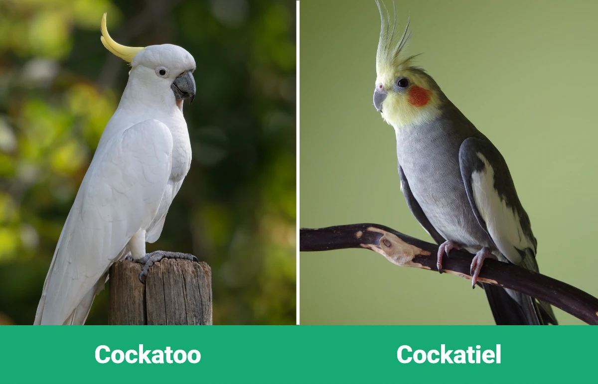 Cockatoo vs Cockatiel - Visual Differences