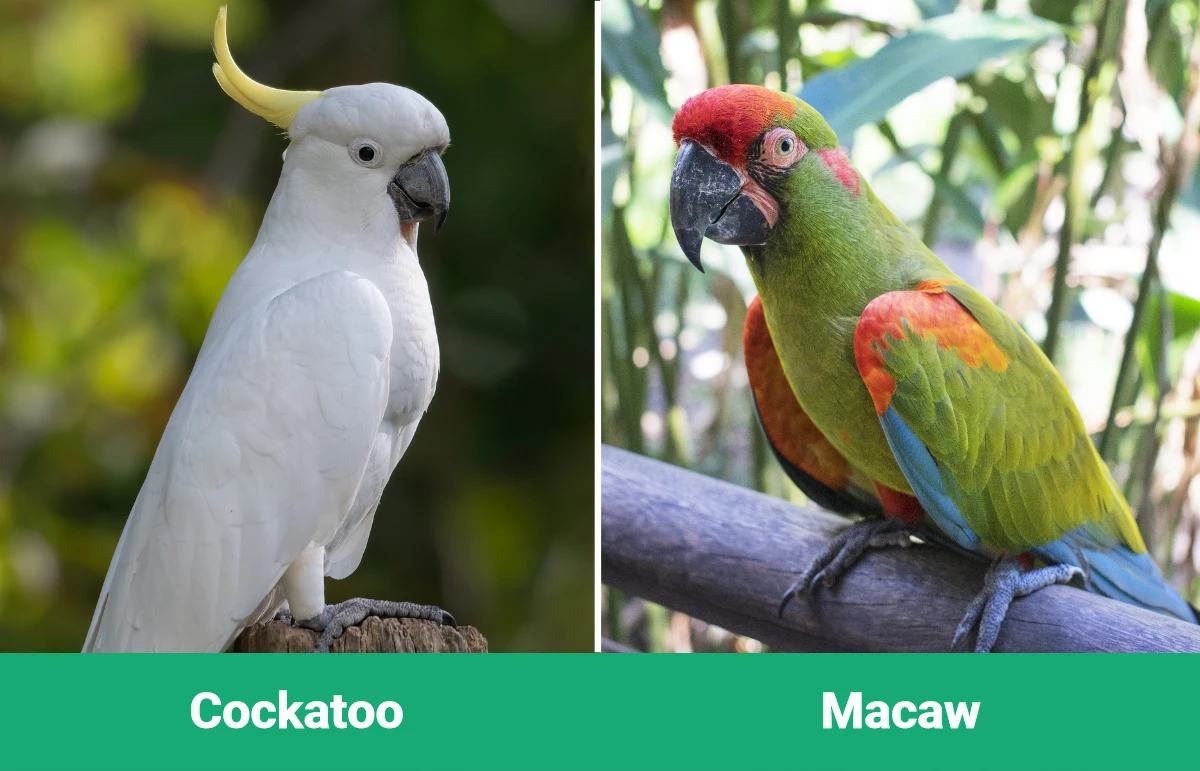 Cockatoo vs Macaw - Visual Differences
