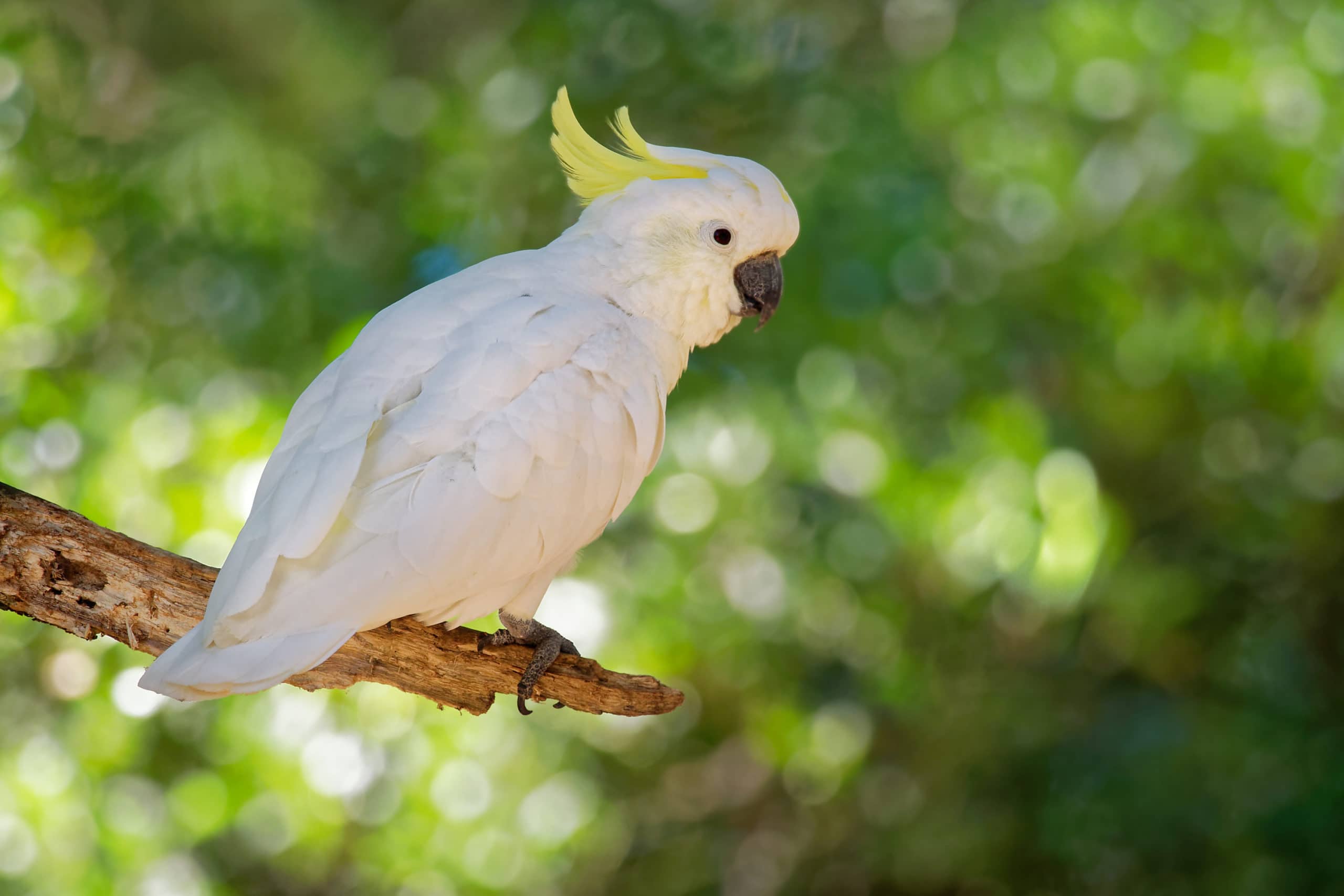 Cacatua,Galerita,-,Sulphur-crested,Cockatoo,Sitting,On,The,Branch,In