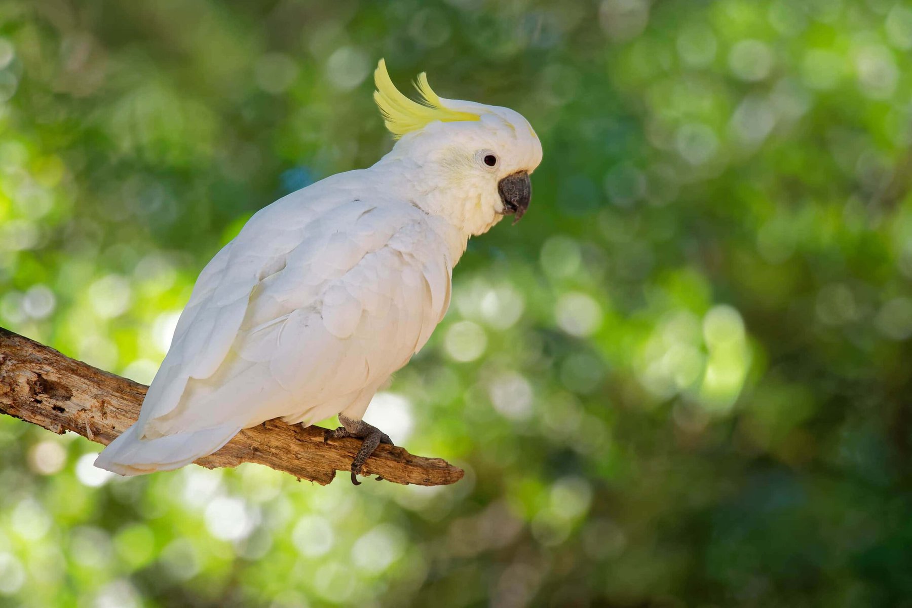 yellow crested cockatoo