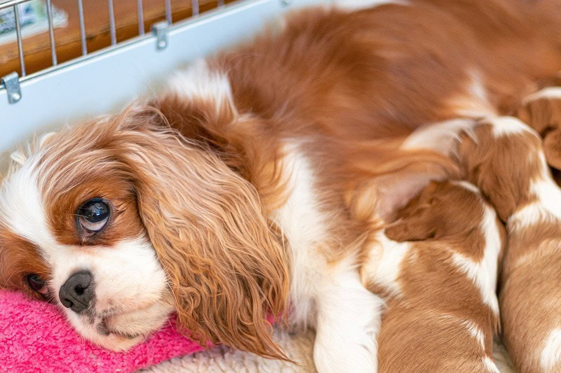king charles cavalier spaniel mom nursing puppies