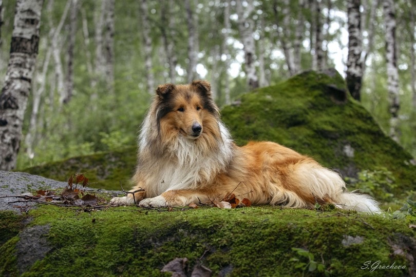 Collie in forest