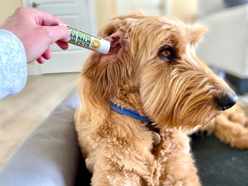  Colorado Hemp Honey CBD Dog Balm - putting balm on micah's ear