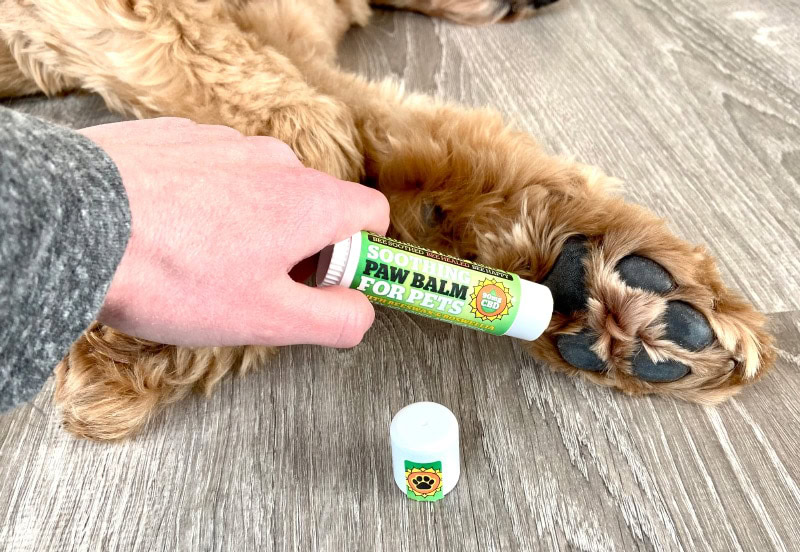  Colorado Hemp Honey CBD Dog Balm - putting balm on micah's paws